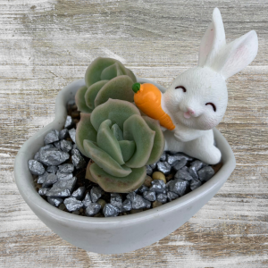 Bulk Buy Plant Gifts | Succulent Gift Delivery